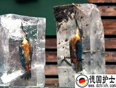 德国2只翠鸟被冻成“冰雕” 疑入水捕鱼遇意外