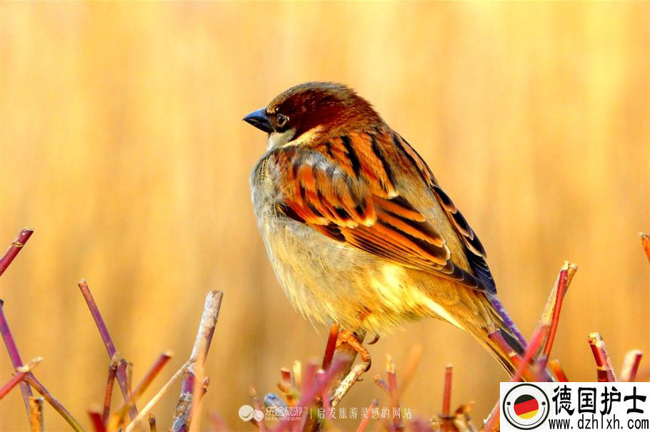 ¹ѧ,¹,¹,ѧ¹,ѵ¹ǩ֤