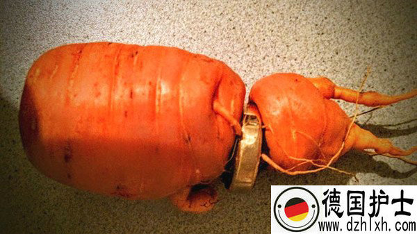 金戒指“长”在了胡萝卜上。