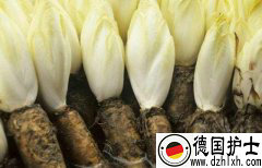 德国人最喜欢的蔬菜，长得像白菜又像花